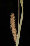 Hairy sedge 